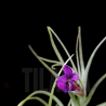 Tillandsia 'Mystic Albert'