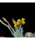 Tillandsia loliacea x crocata