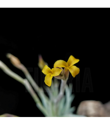 Tillandsia loliacea x crocata