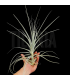 Tillandsia straminea