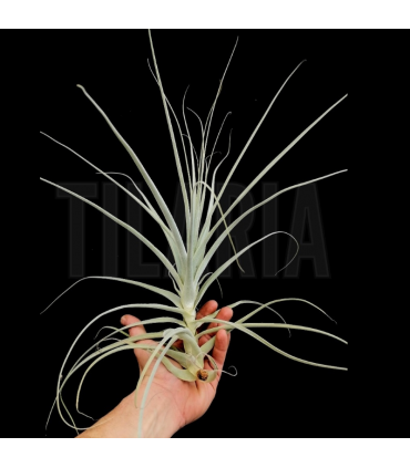 Tillandsia straminea