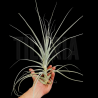 Tillandsia straminea