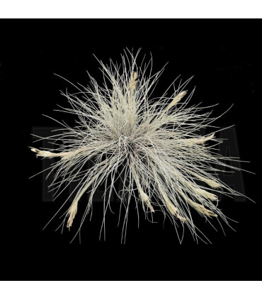 Tillandsia bartramii clump XL