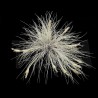 Tillandsia bartramii clump XL
