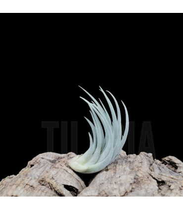 Tillandsia recurvifolia v. subsecundifolia x recurvifolia