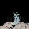 Tillandsia recurvifolia v. subsecundifolia x recurvifolia