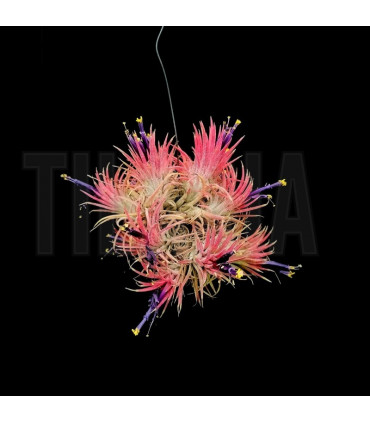 Tillandsia ionantha clump L