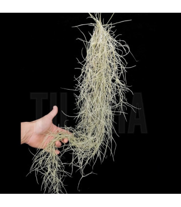 Tillandsia usneoides var. capellini