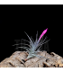 Tillandsia aeranthos var. nigra