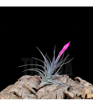 Tillandsia aeranthos var. nigra