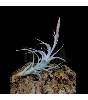 Tillandsia mitlaensis var. tulensis