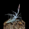 Tillandsia mitlaensis var. tulensis