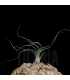 Tillandsia pseudobaileyi L