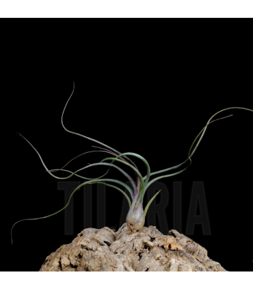 Tillandsia pseudobaileyi L