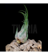 Tillandsia seleriana M