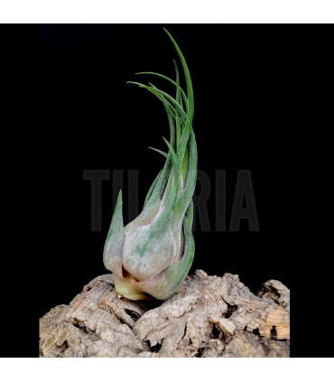 Tillandsia seleriana M