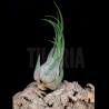 Tillandsia seleriana M