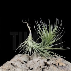 Tillandsia tenuifolia x seideliana