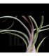 Tillandsia pseudobaileyi L