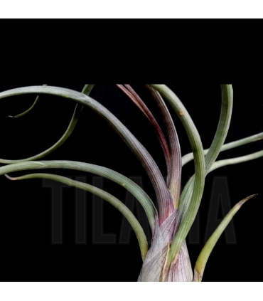 Tillandsia pseudobaileyi L