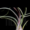 Tillandsia pseudobaileyi