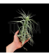 Tillandsia bergeri caulescent L