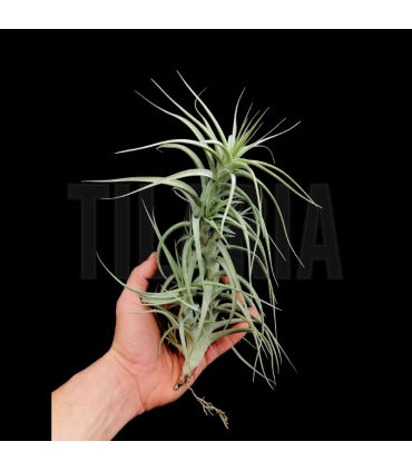 Tillandsia bergeri caulescent L