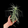 Tillandsia bergeri caulescent L