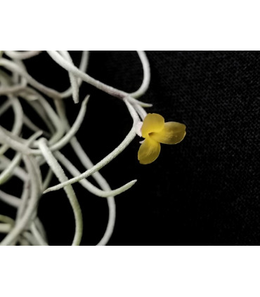 Tillandsia usneoides 'curly' (yellow flower)