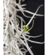 Tillandsia usneoides (white, thick form)