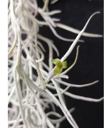Tillandsia usneoides (white, thick form)