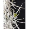 Tillandsia usneoides (white, thick form)