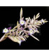 Tillandsia straminea