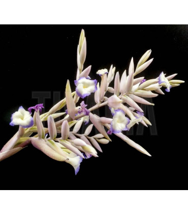Tillandsia straminea