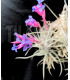 Tillandsia aeranthos var. nigra