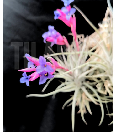 Tillandsia aeranthos var. nigra