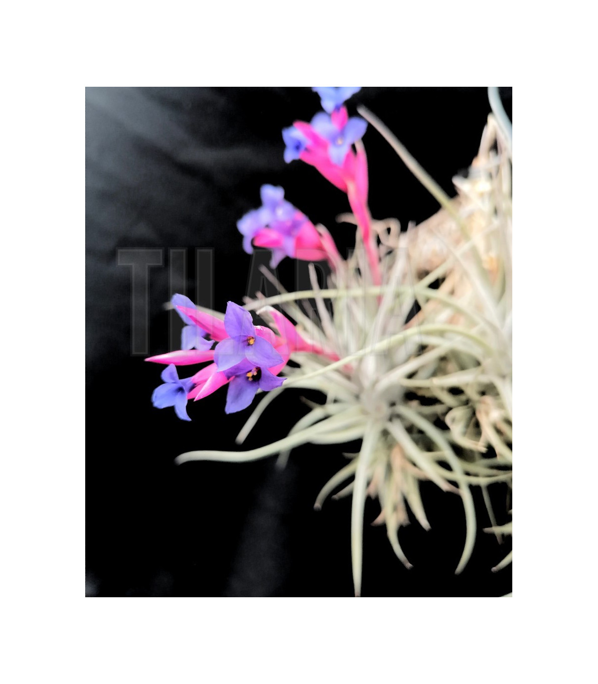 Tillandsia aeranthos var. nigra