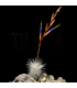 Tillandsia fuchsii v. fuchsii