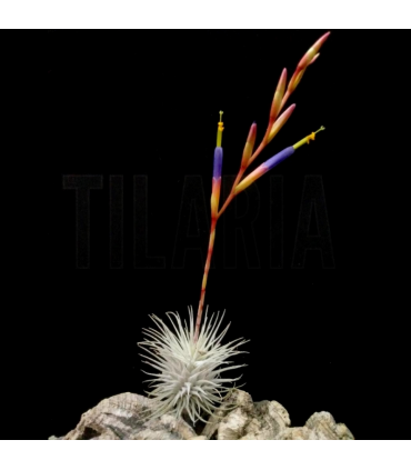 Tillandsia fuchsii v. fuchsii