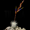 Tillandsia fuchsii v. fuchsii