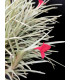 Tillandsia albertiana