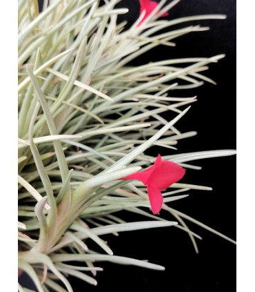 Tillandsia albertiana