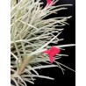 Tillandsia albertiana