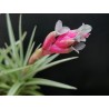 Tillandsia aeranthos 'giant'