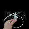 Tillandsia exserta