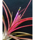 Tillandsia scaposa x bulbosa