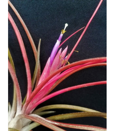Tillandsia scaposa x bulbosa