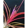 Tillandsia scaposa x bulbosa