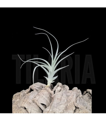 Tillandsia aureobrunnea