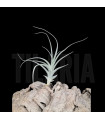 Tillandsia aureobrunnea